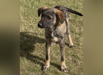 Uno ein braver lieber Hundebub