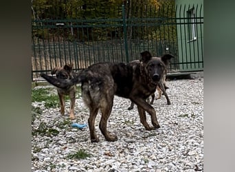 Kiara eine verschmuste freundliche Hündin