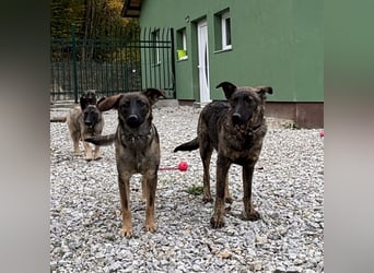 Kiara eine verschmuste freundliche Hündin
