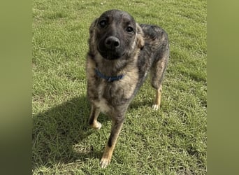 Uno ein braver lieber Hundebub