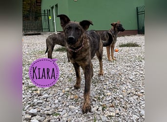 Kiara eine verschmuste freundliche Hündin