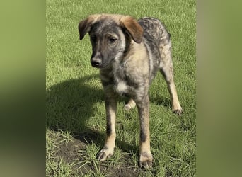 Uno ein braver lieber Hundebub