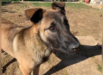Nala - in 50127 Bergheim auf Pflegestelle