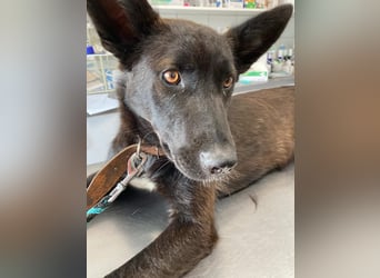 Piroska von kettenlos