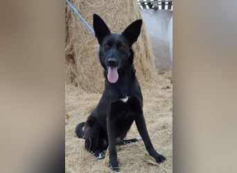 Piroska von kettenlos