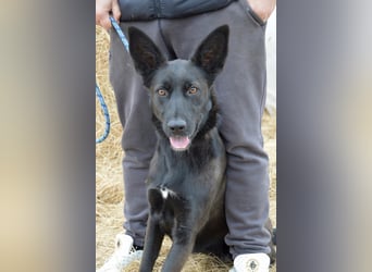 Piroska von kettenlos