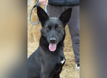 Piroska von kettenlos