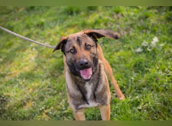 JASPER – Ein lieber Malinois-Mix, der einfach gefallen möchte