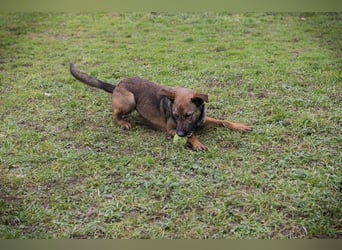 STELLA – Kleine Malinois-Mix-Hündin mit ganz viel Lebensfreude