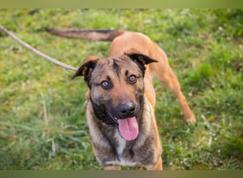 JASPER – Ein lieber Malinois-Mix, der einfach gefallen möchte
