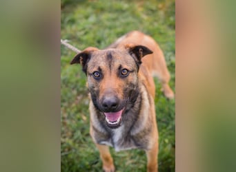 JASPER – Ein lieber Malinois-Mix, der einfach gefallen möchte