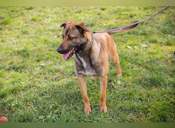 JASPER – Ein lieber Malinois-Mix, der einfach gefallen möchte