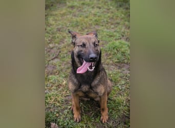 STELLA – Kleine Malinois-Mix-Hündin mit ganz viel Lebensfreude