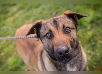 JASPER – Ein lieber Malinois-Mix, der einfach gefallen möchte