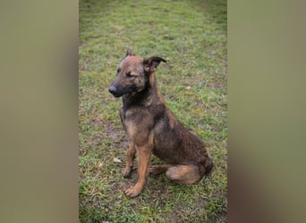STELLA – Kleine Malinois-Mix-Hündin mit ganz viel Lebensfreude
