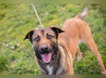 JASPER – Ein lieber Malinois-Mix, der einfach gefallen möchte