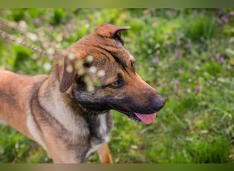 JASPER – Ein lieber Malinois-Mix, der einfach gefallen möchte
