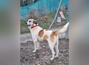 KAMILA-großartige Dame, freundlich, zugänglich, menschenbezogen, aufgeschlossen,  sucht ihr Zuhause