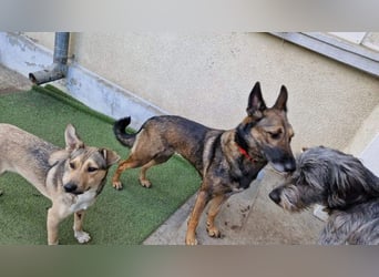 HERA-intelligent,neugierig, offen für jedes Abenteuer, liebt die Menschen und sucht ihr Zuhause