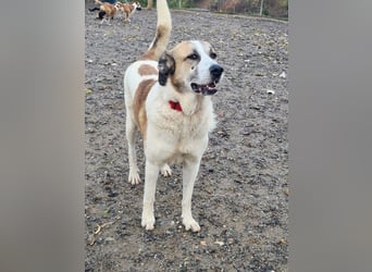 KAMILA-großartige Dame, freundlich, zugänglich, menschenbezogen, aufgeschlossen,  sucht ihr Zuhause