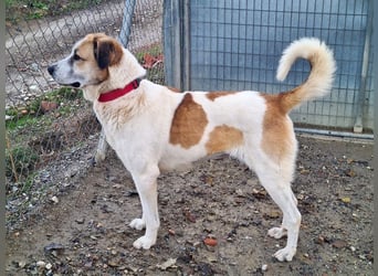 KAMILA-großartige Dame, freundlich, zugänglich, menschenbezogen, aufgeschlossen,  sucht ihr Zuhause