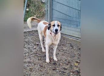 KAMILA-großartige Dame, freundlich, zugänglich, menschenbezogen, aufgeschlossen,  sucht ihr Zuhause