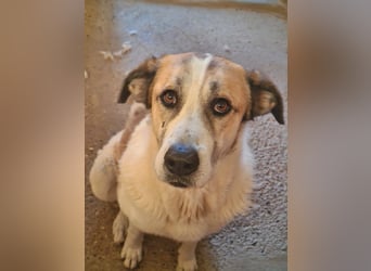 KAMILA-großartige Dame, freundlich, zugänglich, menschenbezogen, aufgeschlossen,  sucht ihr Zuhause