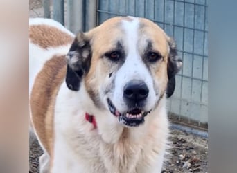 KAMILA-großartige Dame, freundlich, zugänglich, menschenbezogen, aufgeschlossen,  sucht ihr Zuhause