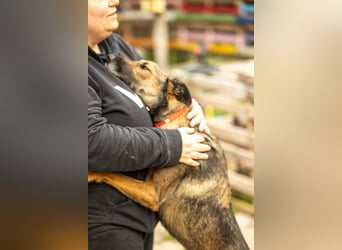 HERA-intelligent,neugierig, offen für jedes Abenteuer, liebt die Menschen und sucht ihr Zuhause