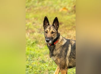 HERA-intelligent,neugierig, offen für jedes Abenteuer, liebt die Menschen und sucht ihr Zuhause