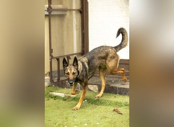 HERA-intelligent,neugierig, offen für jedes Abenteuer, liebt die Menschen und sucht ihr Zuhause