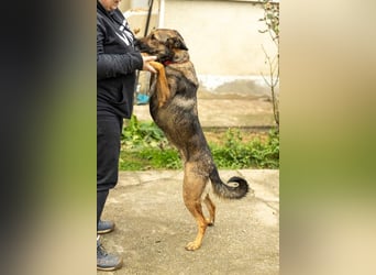 HERA-intelligent,neugierig, offen für jedes Abenteuer, liebt die Menschen und sucht ihr Zuhause