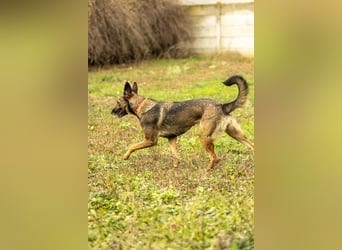 HERA-intelligent,neugierig, offen für jedes Abenteuer, liebt die Menschen und sucht ihr Zuhause