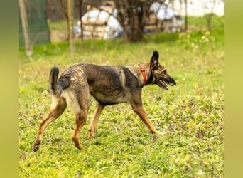 HERA-intelligent,neugierig, offen für jedes Abenteuer, liebt die Menschen und sucht ihr Zuhause