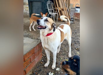 KAMILA-großartige Dame, freundlich, zugänglich, menschenbezogen, aufgeschlossen,  sucht ihr Zuhause