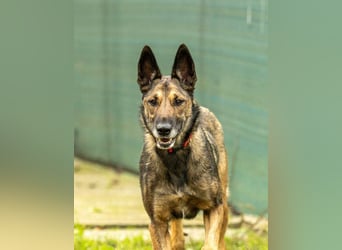 HERA-intelligent,neugierig, offen für jedes Abenteuer, liebt die Menschen und sucht ihr Zuhause