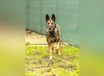 HERA-intelligent,neugierig, offen für jedes Abenteuer, liebt die Menschen und sucht ihr Zuhause