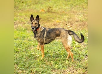 HERA-intelligent,neugierig, offen für jedes Abenteuer, liebt die Menschen und sucht ihr Zuhause