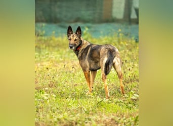 HERA-intelligent,neugierig, offen für jedes Abenteuer, liebt die Menschen und sucht ihr Zuhause