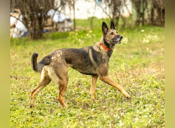 HERA-intelligent,neugierig, offen für jedes Abenteuer, liebt die Menschen und sucht ihr Zuhause