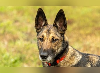 HERA-intelligent,neugierig, offen für jedes Abenteuer, liebt die Menschen und sucht ihr Zuhause