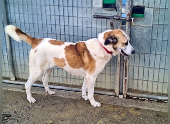 KAMILA-großartige Dame, freundlich, zugänglich, menschenbezogen, aufgeschlossen,  sucht ihr Zuhause