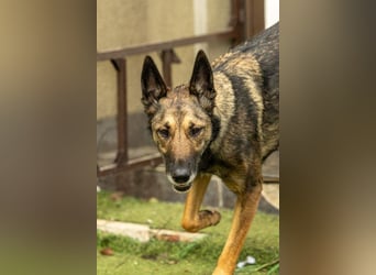 HERA-intelligent,neugierig, offen für jedes Abenteuer, liebt die Menschen und sucht ihr Zuhause