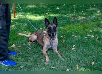 TUCA-sportlich wie ein Junghund,freundlich, menschenbezogen wartet auf ihr schönes Für-immer-Zuhause