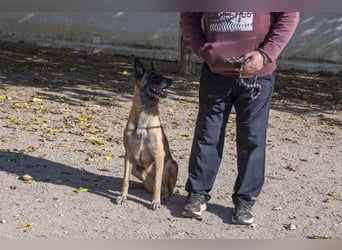 TUCA-sportlich wie ein Junghund,freundlich, menschenbezogen wartet auf ihr schönes Für-immer-Zuhause