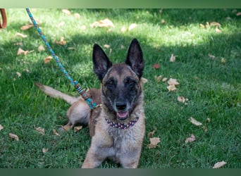 TUCA-sportlich wie ein Junghund,freundlich, menschenbezogen wartet auf ihr schönes Für-immer-Zuhause