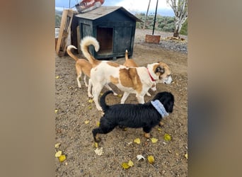 KAMILA-großartige Dame, freundlich, zugänglich, menschenbezogen, aufgeschlossen,  sucht ihr Zuhause