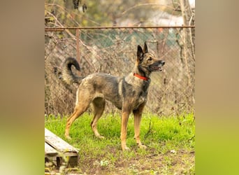 HERA-intelligent,neugierig, offen für jedes Abenteuer, liebt die Menschen und sucht ihr Zuhause