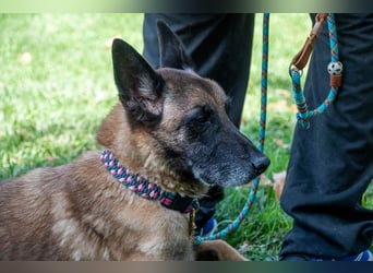 TUCA-sportlich wie ein Junghund,freundlich, menschenbezogen wartet auf ihr schönes Für-immer-Zuhause