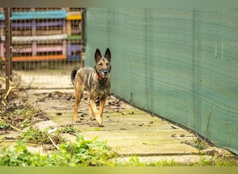 HERA-intelligent,neugierig, offen für jedes Abenteuer, liebt die Menschen und sucht ihr Zuhause